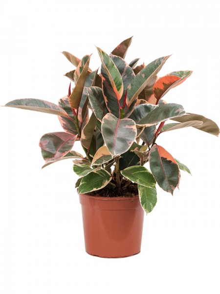 Ficus elastica belize - Kautschukbusch