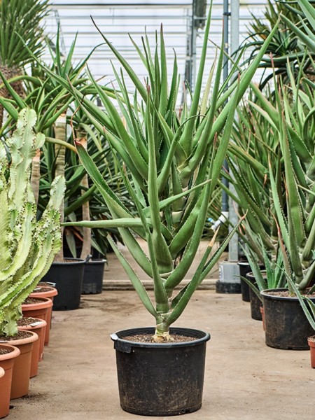 Aloe tongaensis medusa