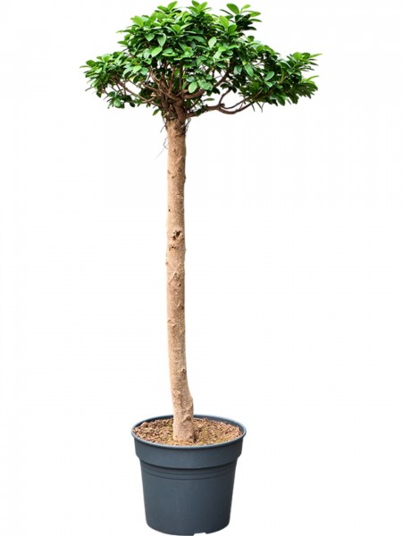 Ficus microcarpa compacta - Hochstamm