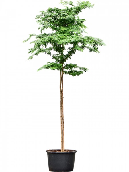 Bulnesia arborea - Verawood Baum