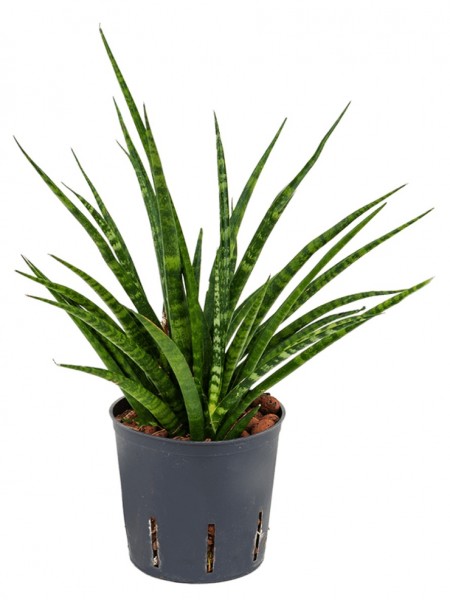 Sansevieria fernwood | Hydrokultur