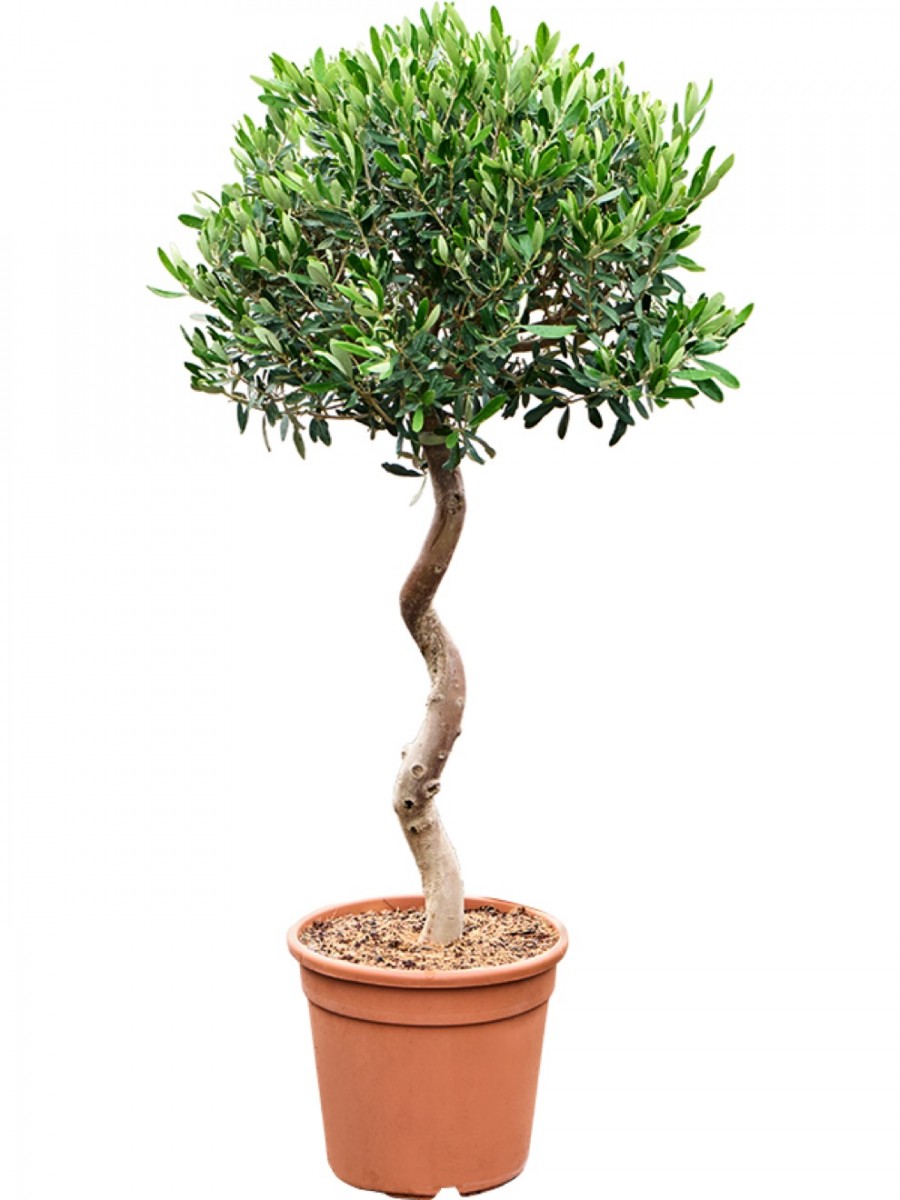 taxus straight hedge Hill's Yew | Shade-Tolerant Hedge Conifer