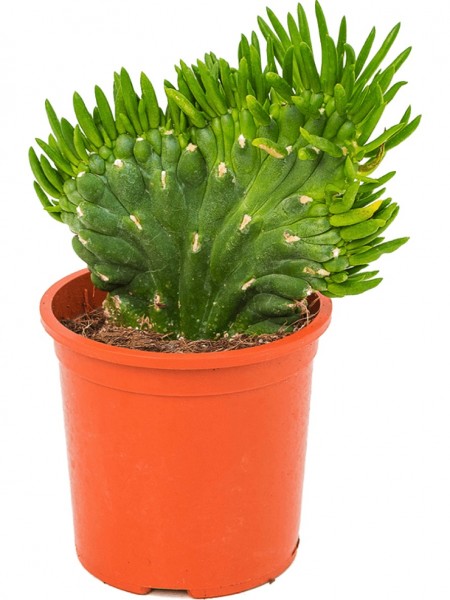 Opuntia subulata verzweigt