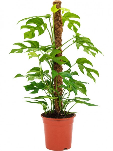 Philodendron minima - Moosstab