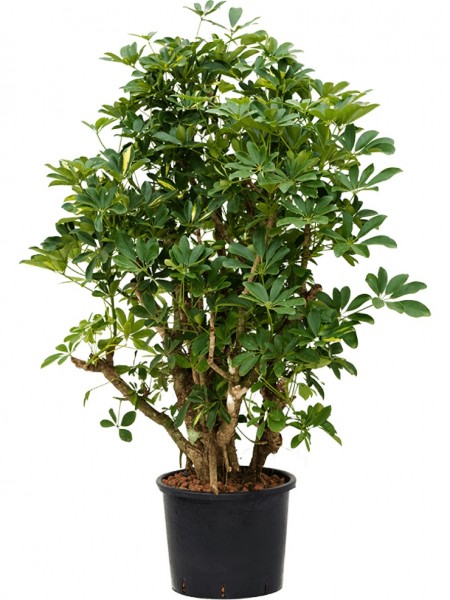 Schefflera arboricola - Gold Capella verzweigt
