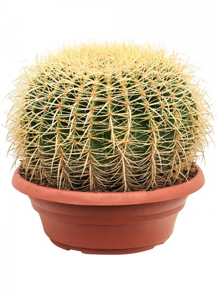 Echinocactus grusonii - Goldkugelkaktus