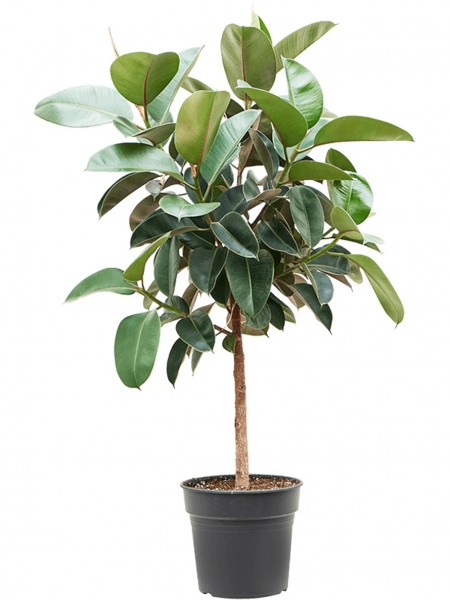 Ficus elastica robusta - Gummibaum