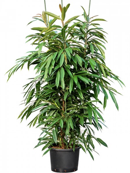Ficus binnendijkii amstel king