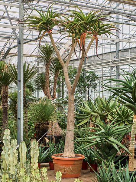 Aloe bainesii verzweigt