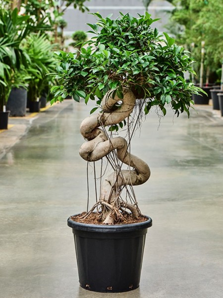 Ficus microcarpa Compacta S-Stamm Bonsai 140 cm