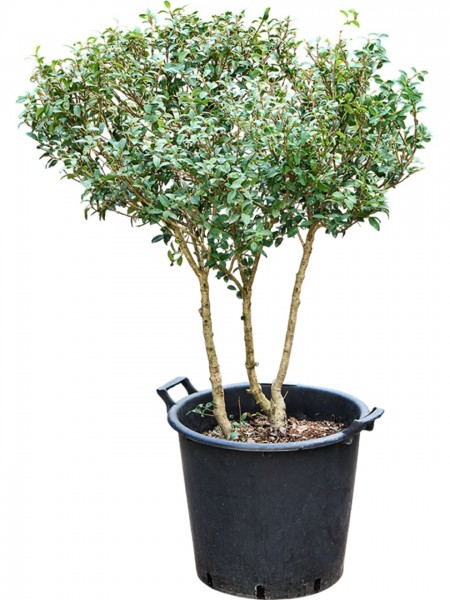Osmanthus x burkwoodii verzweigt
