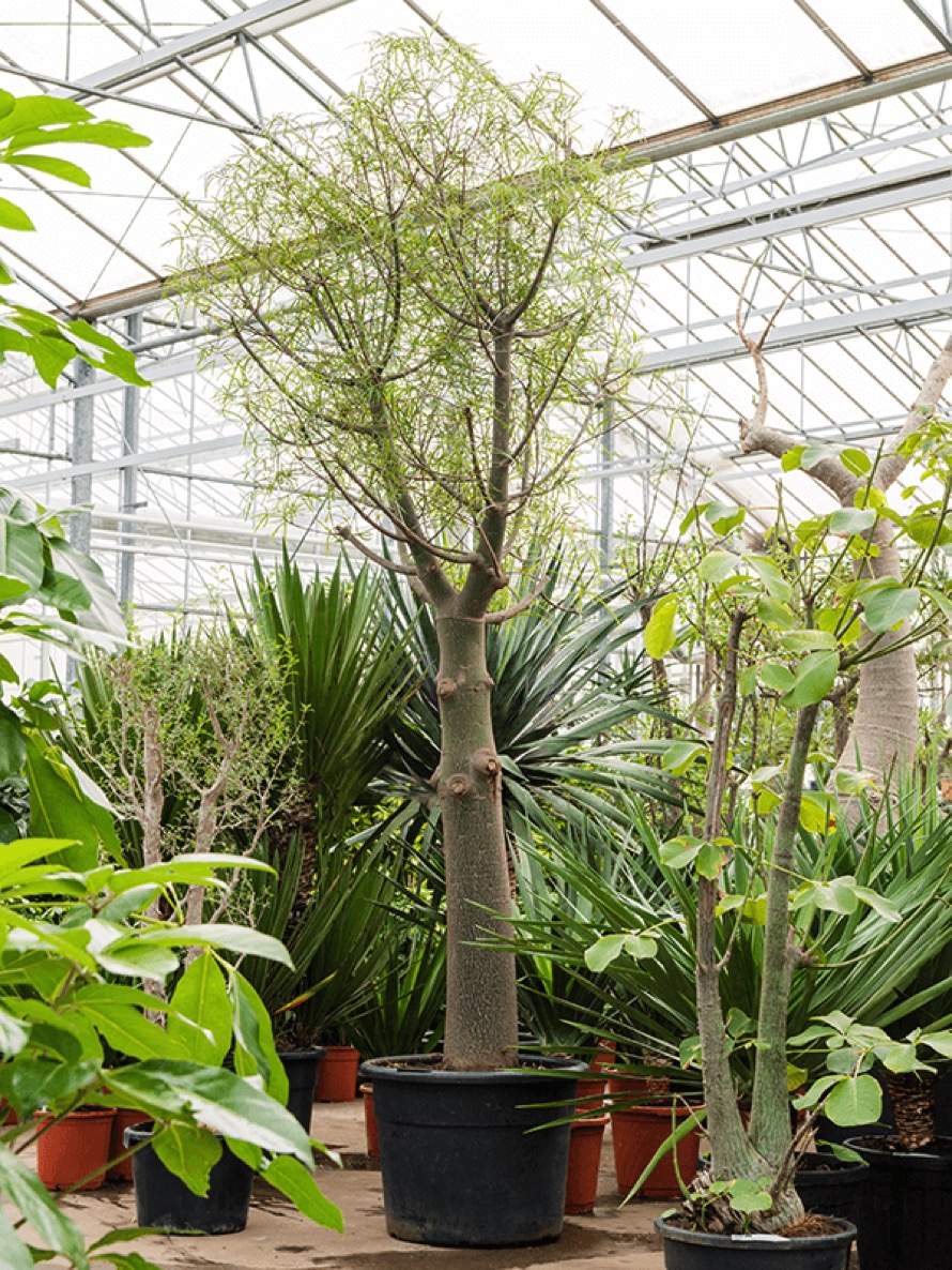 Brachychiton rupestris - Glcksbaum