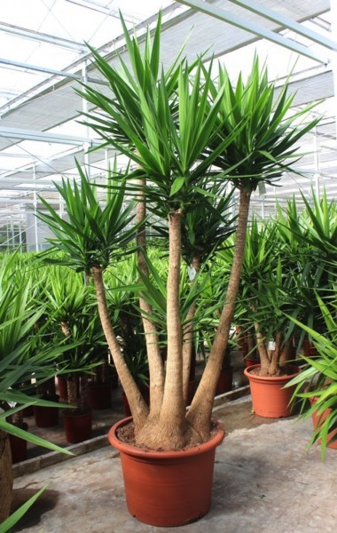 Yucca elephantipes verweigt 300 cm