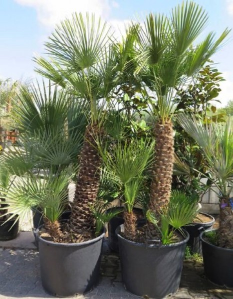 Chamaerops humilis 230 cm