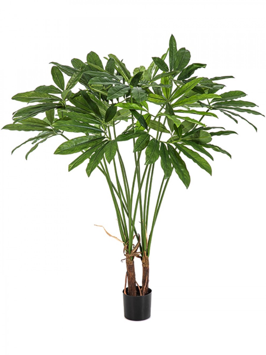 monstera pflanze blüte Monstera deliciosa Variegata albo (Special White Edition)