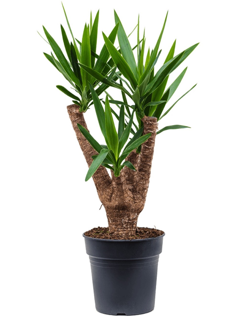 level up kaktus Cactus Ice main image 1