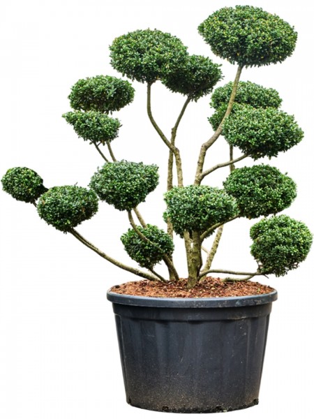 Ilex crenata impala verzweigt