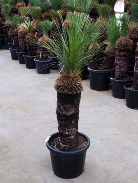 Xanthorrhoea glauca - australische Grasbaum