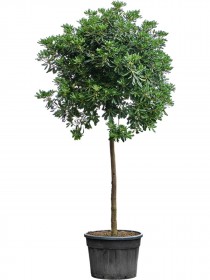 Bucida buceras shady lady | Schwarze Olive | Terrapalme Heim- und Gartenshop