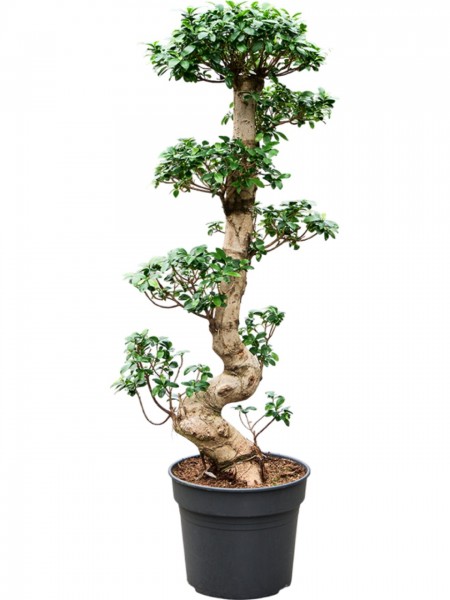Ficus microcarpa compacta - Bonsai S-Stamm
