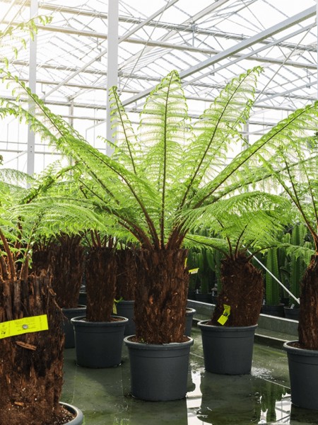 Antarktischer Baumfarn Dicksonia antarctica mediterrane Deko für den Gartenteich 