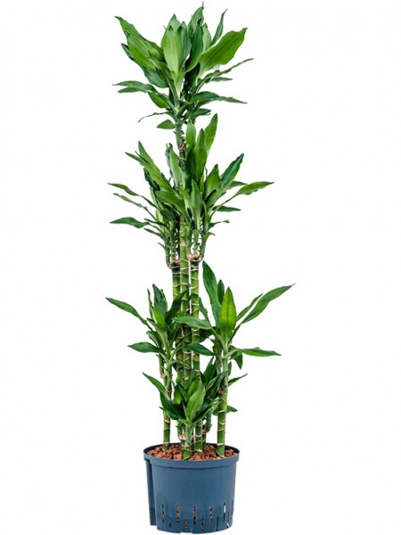 Dracaena fragrans burundii