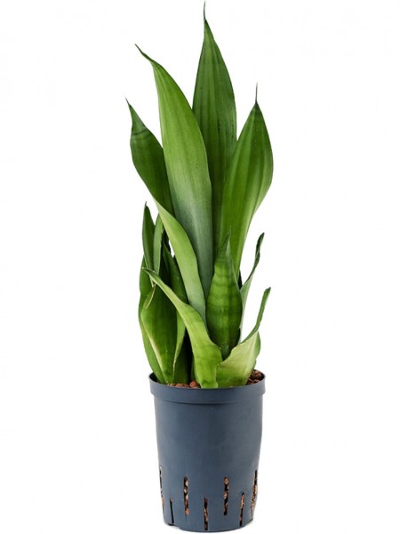 Sansevieria moonshine - Hydrokultur