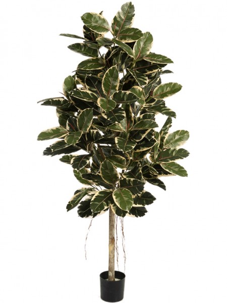 Ficus elastica verzweigt - Kunstbaum