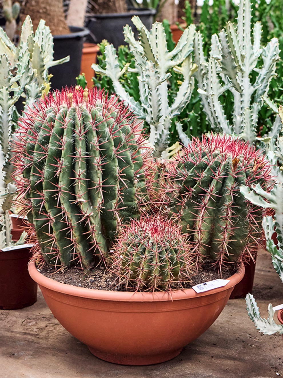 Ferocactus stainesii - Mexikanischer Fasskaktus Cluster | Terrapalme Heim-  und Gartenshop