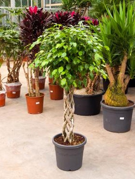 Ficus benjamina - Birkenfeige zylinder