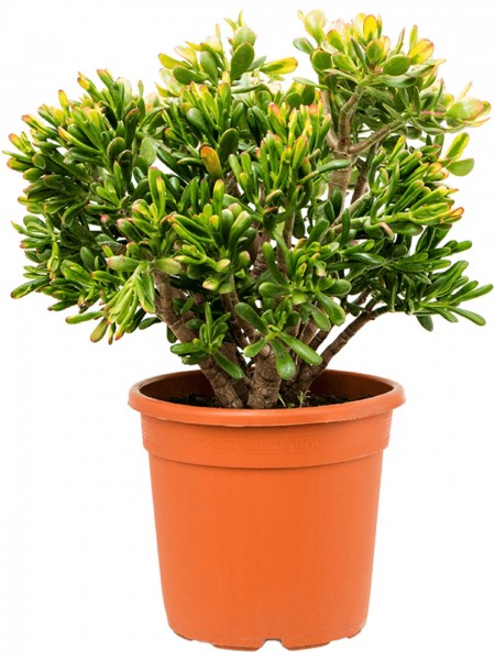 Crassula sunset - Geldbaum