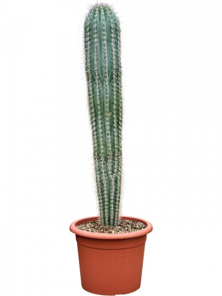 Pachycereus Pringlei - Cardón Kandelaberkaktus