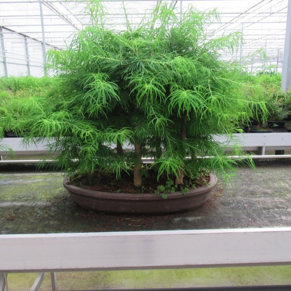 Pseudolarix amabilis - Goldene Lärche Bonsai