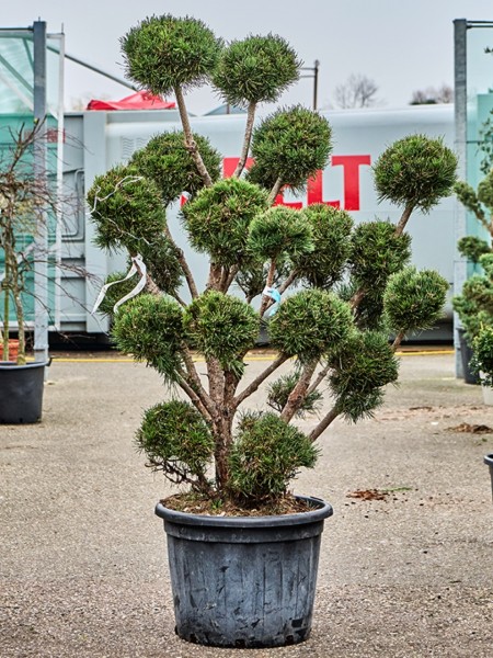 Pinus sylvestris watereri nana Bonsai
