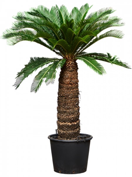 Cycas revoluta 220 cm - Palmfarn