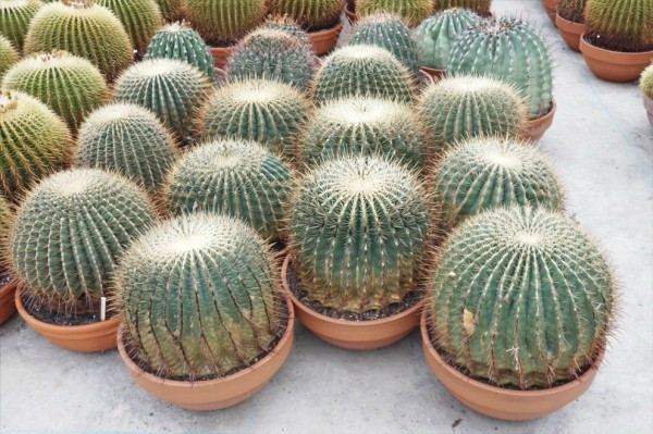 Ferocactus - Fasskaktus