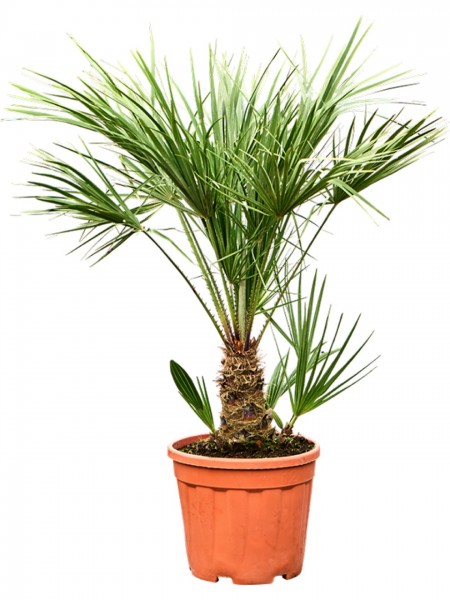 Chamaerops humilis 100 cm
