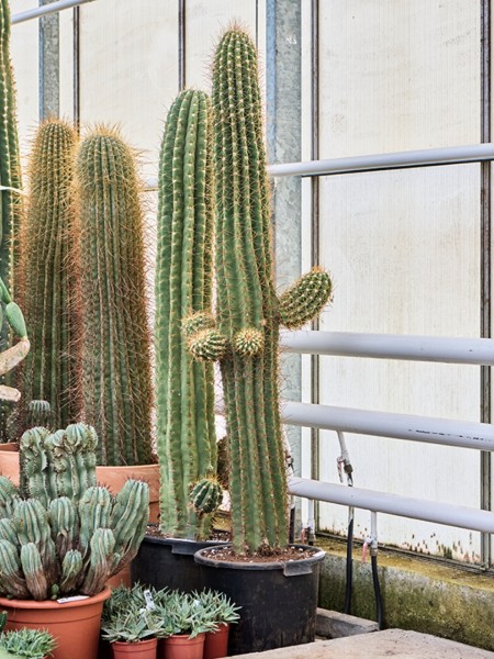 Trichocereus terschechii verzweigt