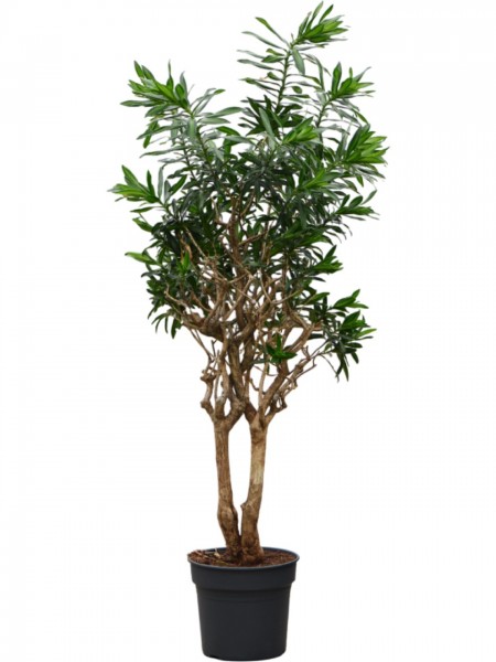 Pleomele reflexa verzweigt