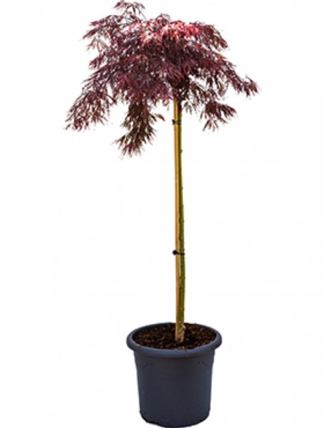 Acer palmatum crimson queen