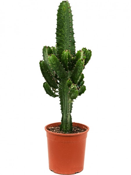 Euphorbia acruensis verzweigt