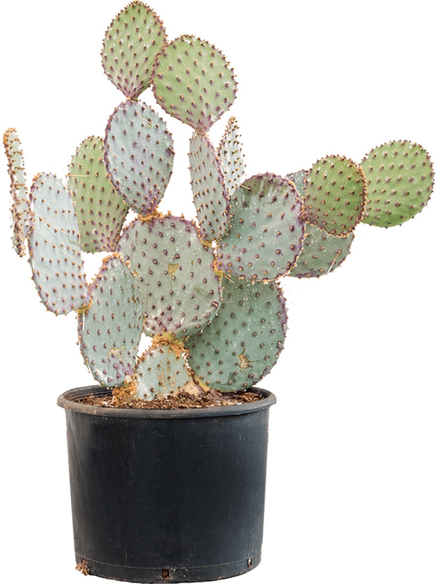 Opuntia santa rita | Terrapalme Heim- und Gartenshop