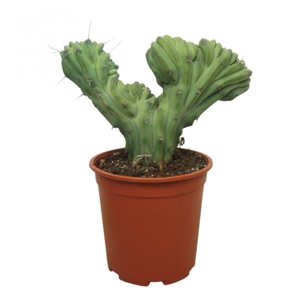 Myrtillocactus geometrizans cristaat