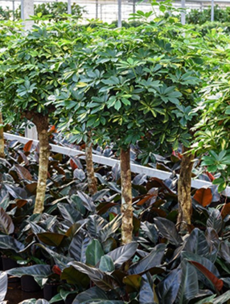 Schefflera gold capella - Strahlenaralienbaum