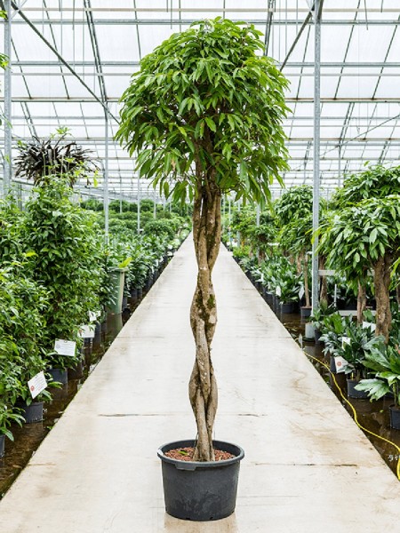 Ficus amstel king - XL Stamm geflochten