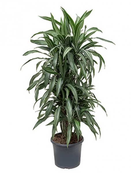 Dracaena ulises | Drachenbaum verzweigt