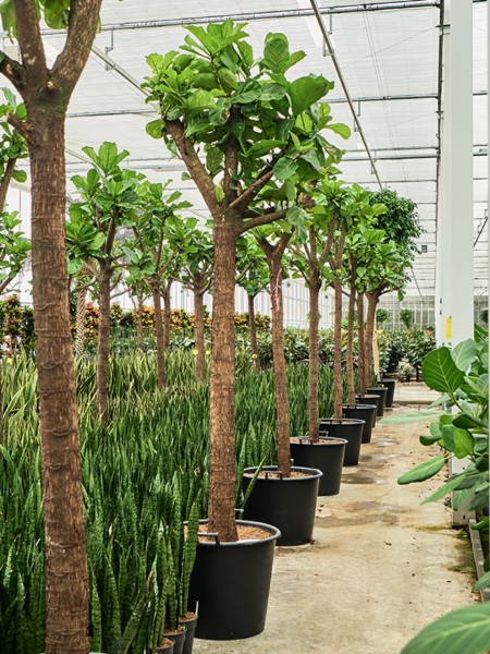 Ficus lyrata 300 cm - Geigenfeige