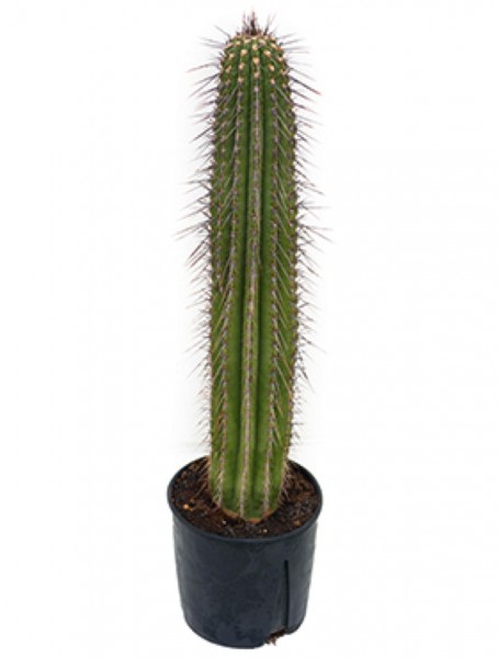 Neobuxbaumia tetetzo