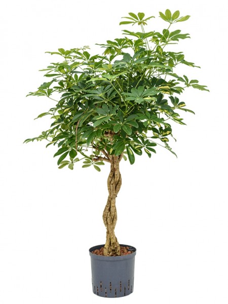Schefflera gold capella - Stamm geflochten