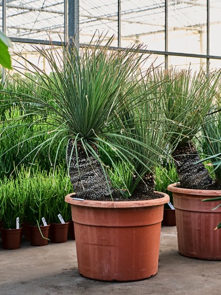 Dasylirion serratifolium - Wüstenlöffel verzweigt